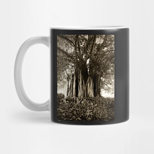 Fig Tree, Botanical Gardens, Melbourne Mug